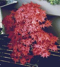 Roter F&auml;cherahorn