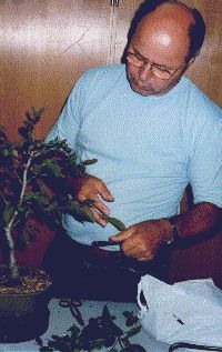 Gestaltung von B�umen