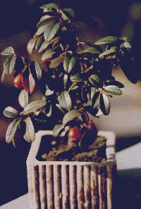 Cotoneaster horizontalis