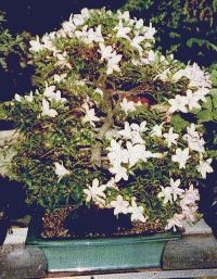 Azalee japonica ca. 1996