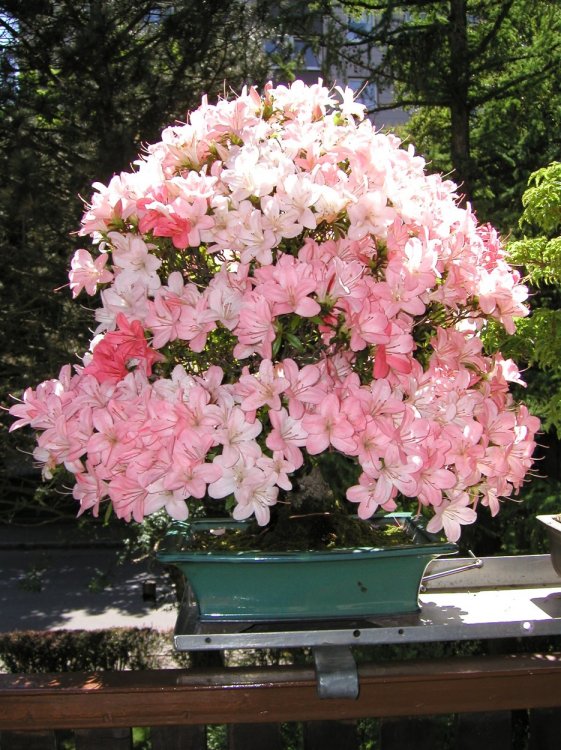 Azalee japonica 2003